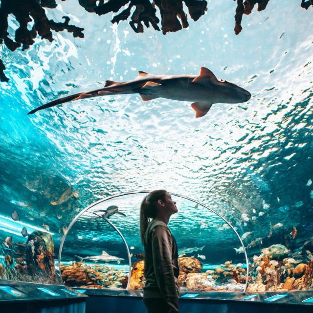 Ripley's Aquarium 